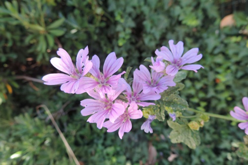 nel mio giardino - Malva sylvestris